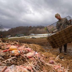Recycling turkeys cultivate climate resilience